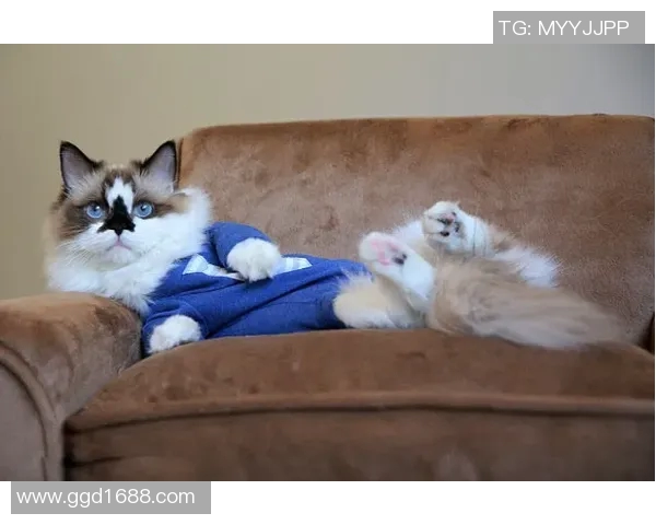 小猫如何逆袭成为足球明星的奇幻旅程与成长故事